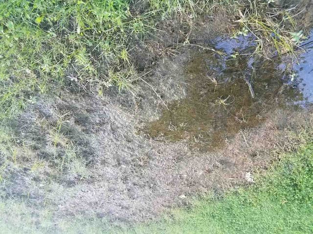 Soggy or Sunken Lawn