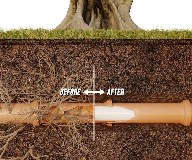 How Tree Roots Invade Sewer Lines and How to Stop Them