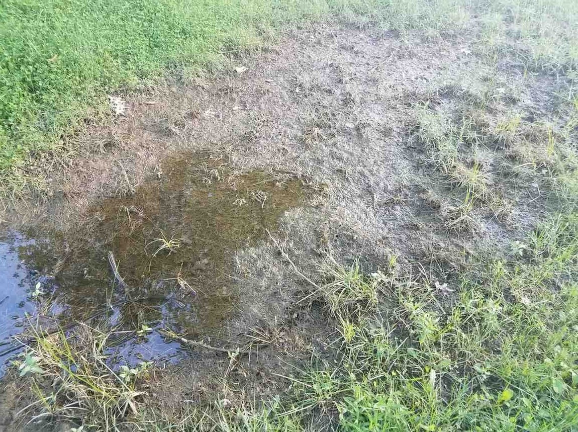 Soggy or Sunken Lawn