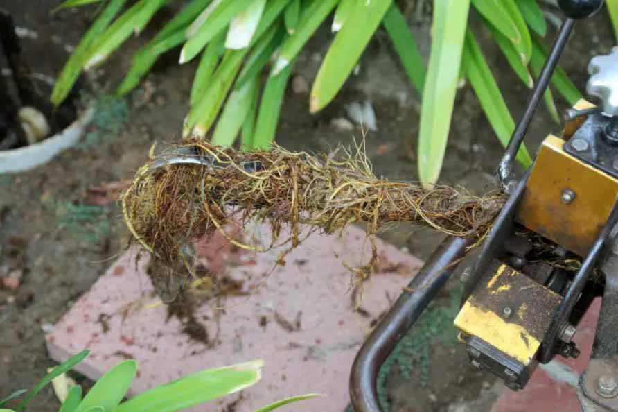 How Tree Roots Invade Sewer Lines and How to Stop Them